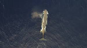 Veteran CEO Runs Startup Like a Submarine Mission